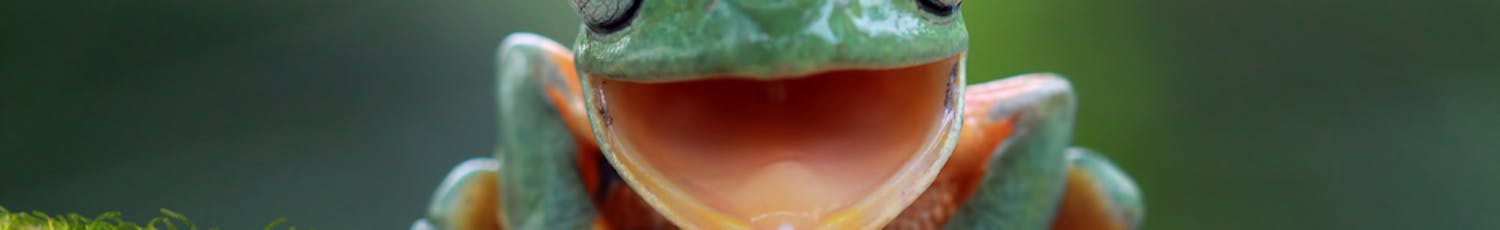 Frosk fotografert med åpen munn som om den smiler